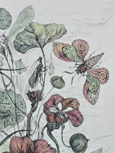 H1452-Colorierte Lithografie-Botanik-Bild-Gemälde-gerahmt-hinter Glas