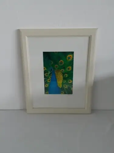 H771-Tierbild-Druck-Vogelbild-Pfau-gerahmt-hinter Glas-Passepartout