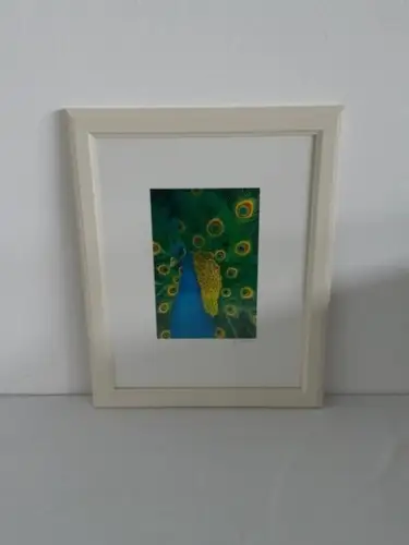 H771-Tierbild-Druck-Vogelbild-Pfau-gerahmt-hinter Glas-Passepartout