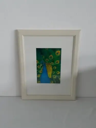 H771-Tierbild-Druck-Vogelbild-Pfau-gerahmt-hinter Glas-Passepartout