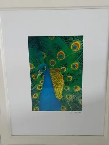 H771-Tierbild-Druck-Vogelbild-Pfau-gerahmt-hinter Glas-Passepartout