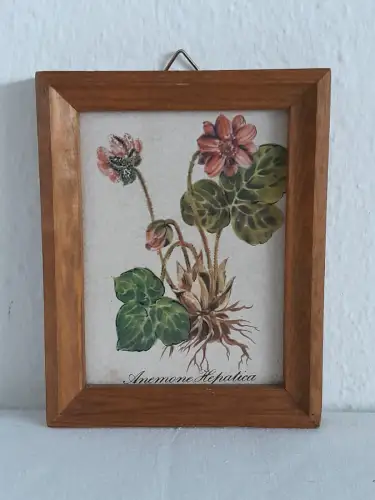 H1375-Blumenbild-Anemone Hepatica-Fliesenbild-gerahmt-Gemälde