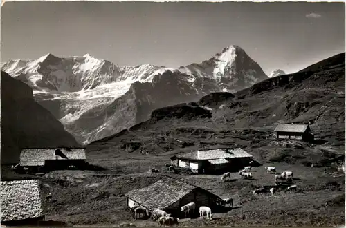 Grindelwald - Alp Bachläger -412172