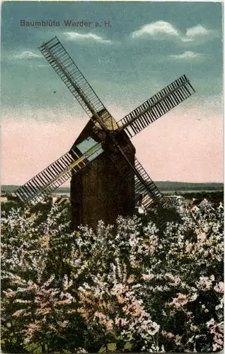 Baumblüte Werder an der Havel - Mühle -39330