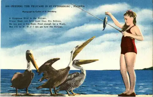Feeding the Pelicans in St. Petersburg Florida -39206