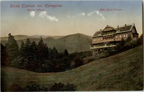 Dicke Tannen bei Hohegeiss -39464