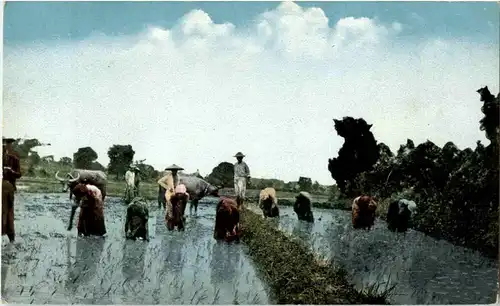 Rice Planting Philippines -50558