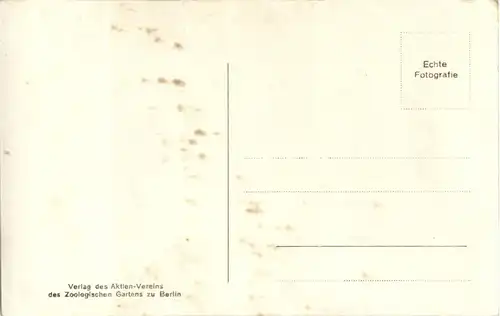 Zoo Berlin - Junge Bären als Flaschenkinder -40818