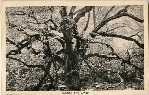 Gerolstein - Linde -41204