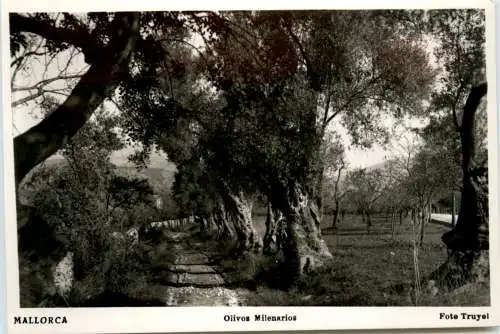 Olivio Milenario Mallorca -413426