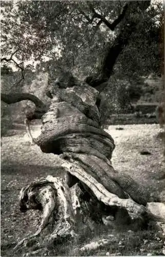 Olivio Milenario Mallorca -413424