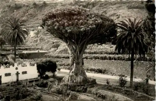 Icod Teneriffe -413398