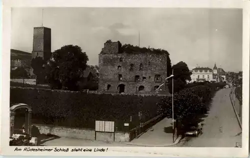 Am Rüdesheimer Schloss steht eine Linde -41428