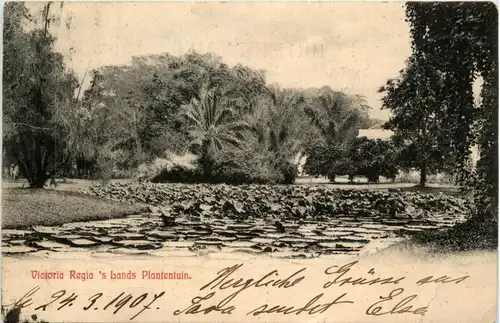 Victoria Regias Lands Plantentuin -417570