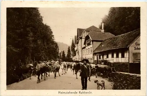 Friedrichroda - Heimkehrende Kuhherde -416624