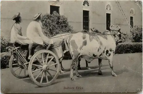 Bullock Ekka - India -417970