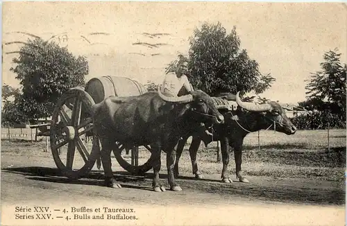 Bulls and Buffaloes -417936