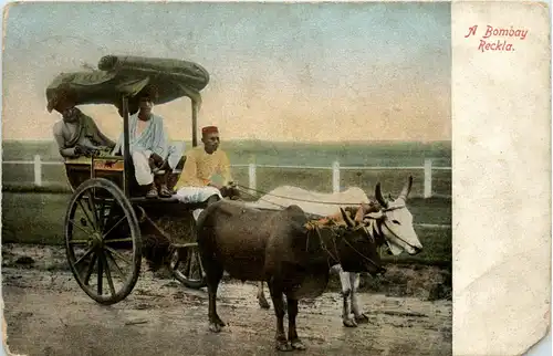 A Bombay Reckla -417948