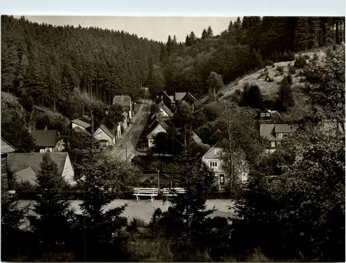 Tanne im Harz -420192