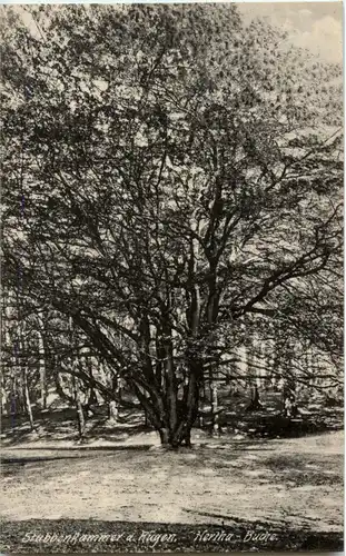 Stubbenkammer auf Rügen Hertha-Buche -42290