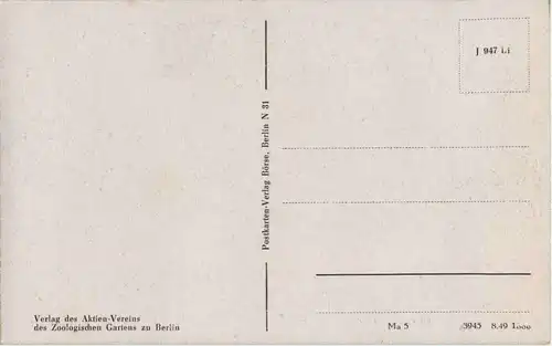 Berlin - Unser Zoo vor dem Kriege - Elfanten -42370