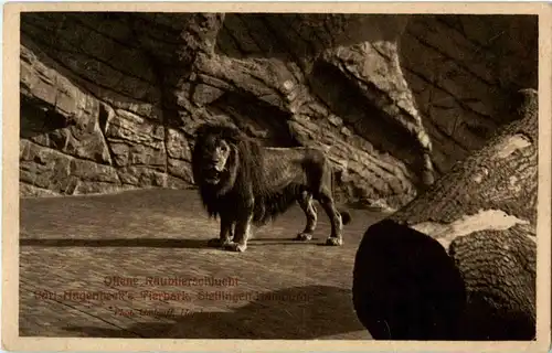 Carl Hagenbecks Tierpark Stellingen - Löwe -42390