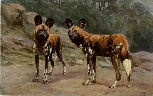 Dresden - Gruss aus dem Zoo - Hyänen Hund -42402