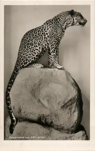 Bergleopard aus SW-Afrika -42414