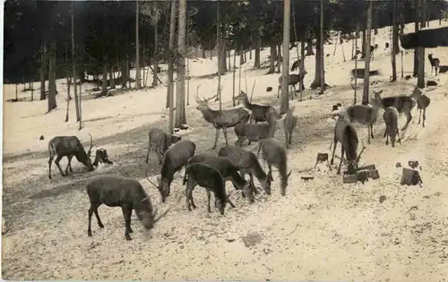 Wildfütterung am Hintersee -45076