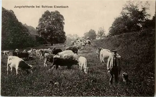 Jungviehherde bei Schloss Eisenbach -44154