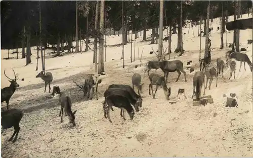 Wildfütterung am Hintersee -45078