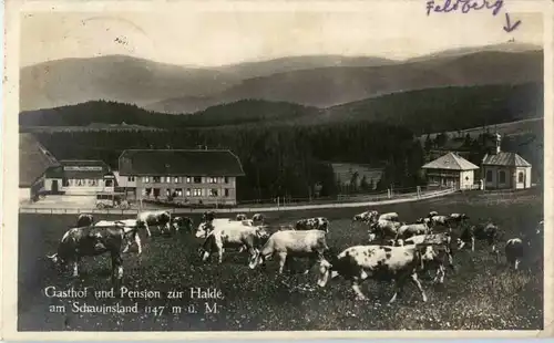 Gasthof zur Halde am Schauinsland -47418