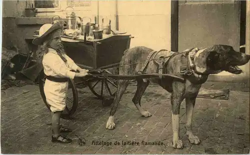 Hundekutsche - Attelage de laitiere flamade -48090
