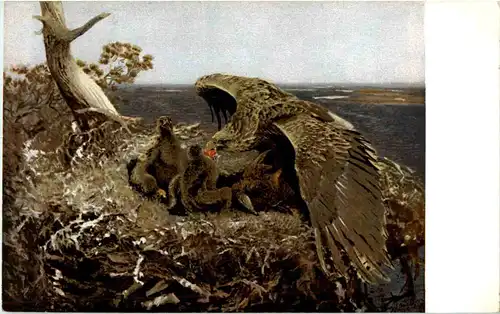 Adler - Eagle -51860