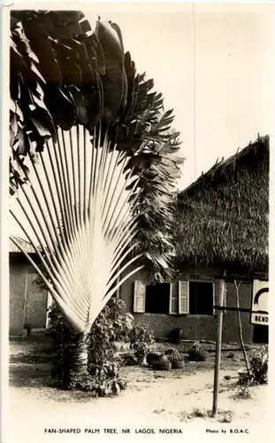 Lagos - Fan shaped Palm Tree - Nigeria -51108