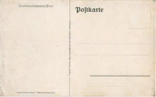 Fartenrotschwanz -51886