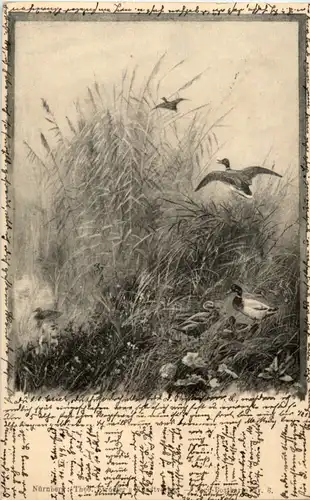 Jagd Postkarte - Enten -51906