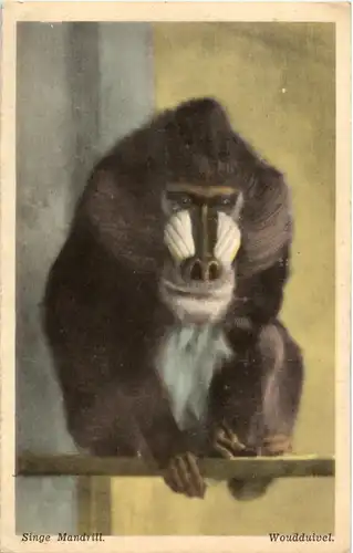 Singe Mandrill - Moonkey -51896