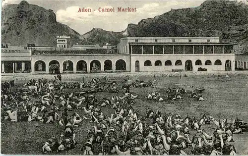 Aden - Camel market - Jemen -51034