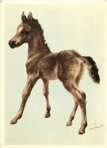 Fohlen - Pferd -51988