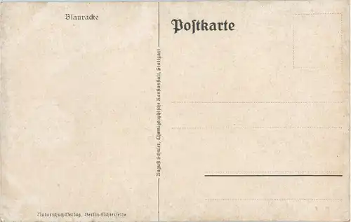 Blauracke -51870