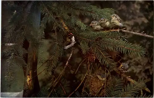 Goldhähnchen -51878