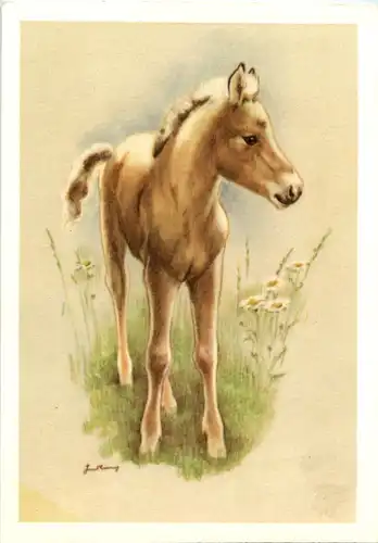 Fohlen - Pferd -51970