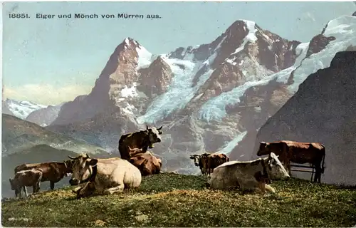 Eiger Mönch - Kühe -51998