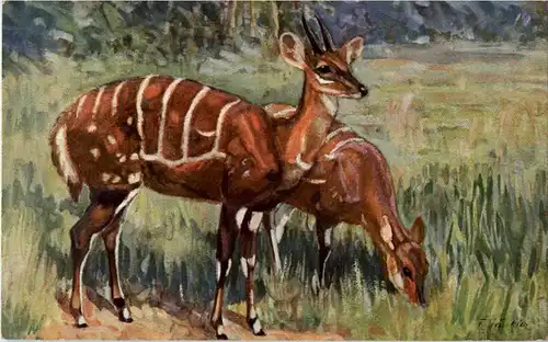 Dresden - Gruss aus dem Zoo - Schiller Antilope -51902