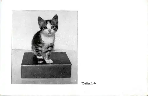 Waisenkind - Katzen - Cat -51962