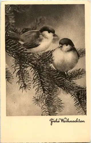 Weihnachten - Vögel -51982