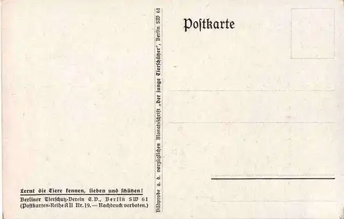 Verstossen - Katzen - Cat -51964