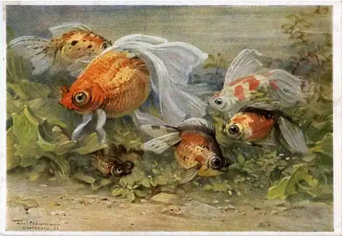 Berlin Aquarium - Fische - Künstlerkarte Neumann -54766