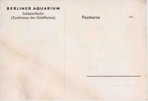 Berlin Aquarium - Fische - Künstlerkarte Neumann -54766